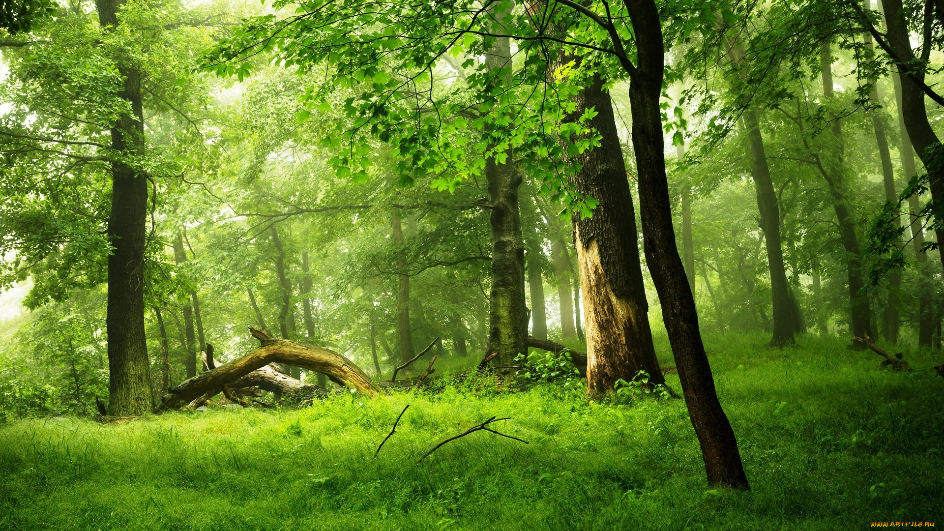 Светлый лес
